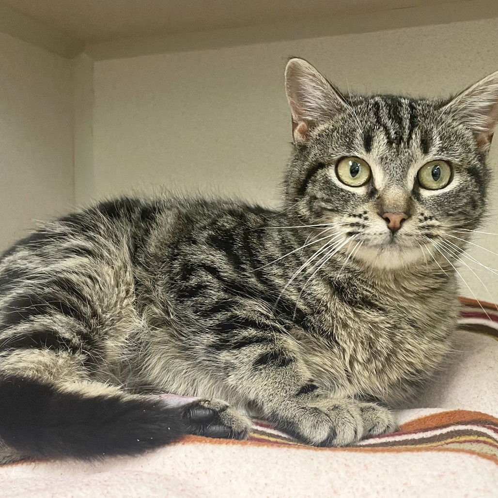 TERRAPIN - Domestic Short Hair available for adoption