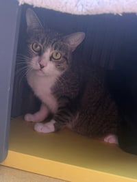 Spicy Nug Nug - Photo 1