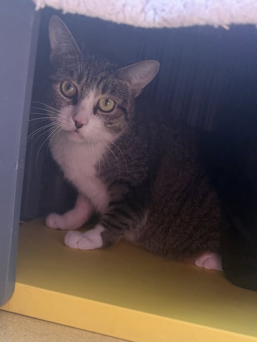 SPICY NUG NUG - Domestic Short Hair / Domestic Short Hair available for adoption