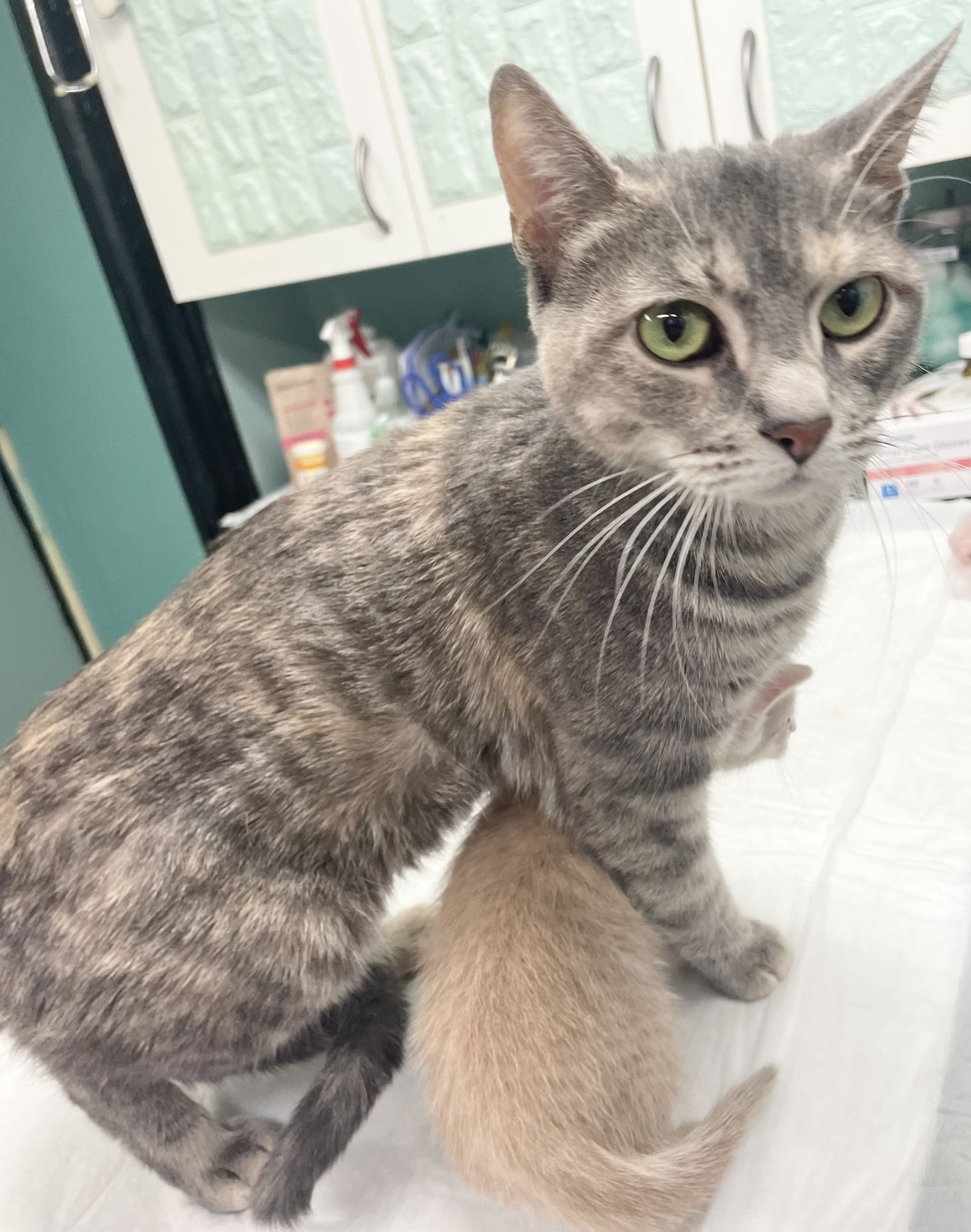 DAISY - Domestic Short Hair available for adoption