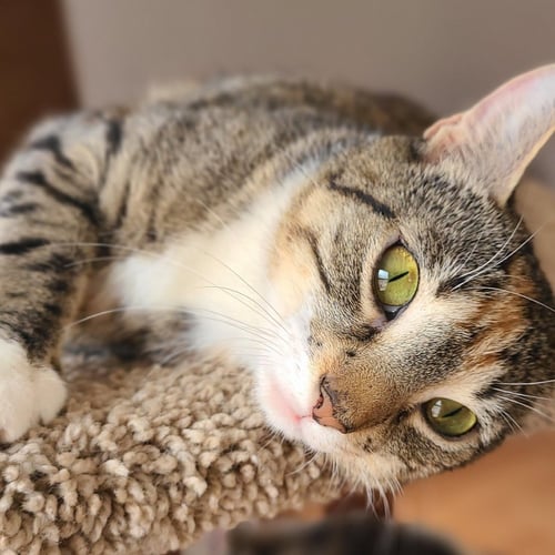 HARMONY - Domestic Short Hair available for adoption