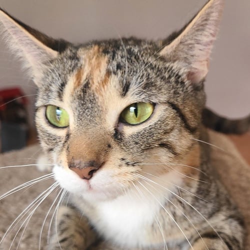 HARMONY - Domestic Short Hair available for adoption