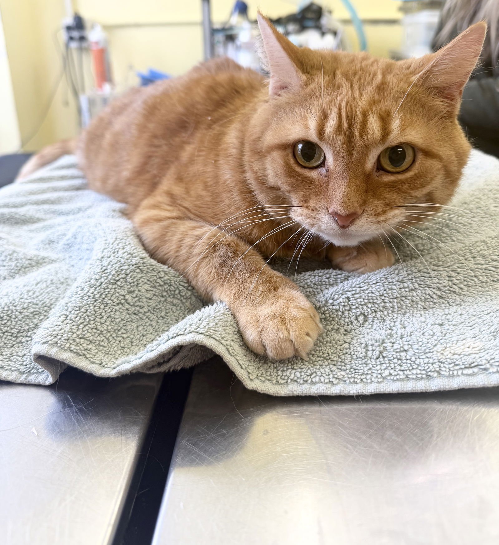 CAIRO - Domestic Short Hair available for adoption