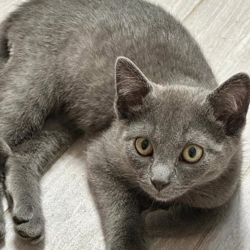 HABANERO - Domestic Short Hair available for adoption