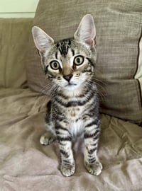 Cal - Photo 1