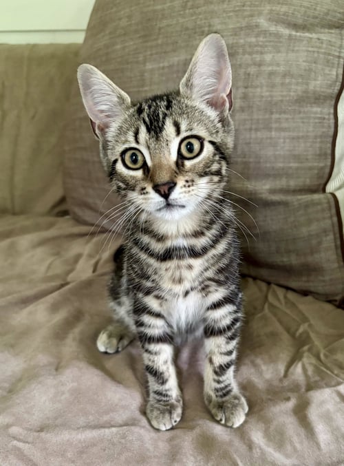 CAL - Domestic Short Hair available for adoption