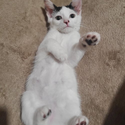 DEXTER - Domestic Short Hair available for adoption