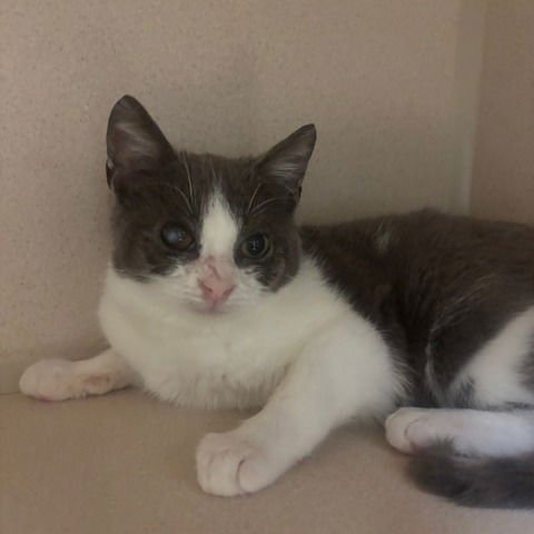 PRINCE - Domestic Short Hair available for adoption