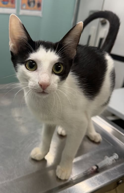 REBEL - Domestic Short Hair available for adoption