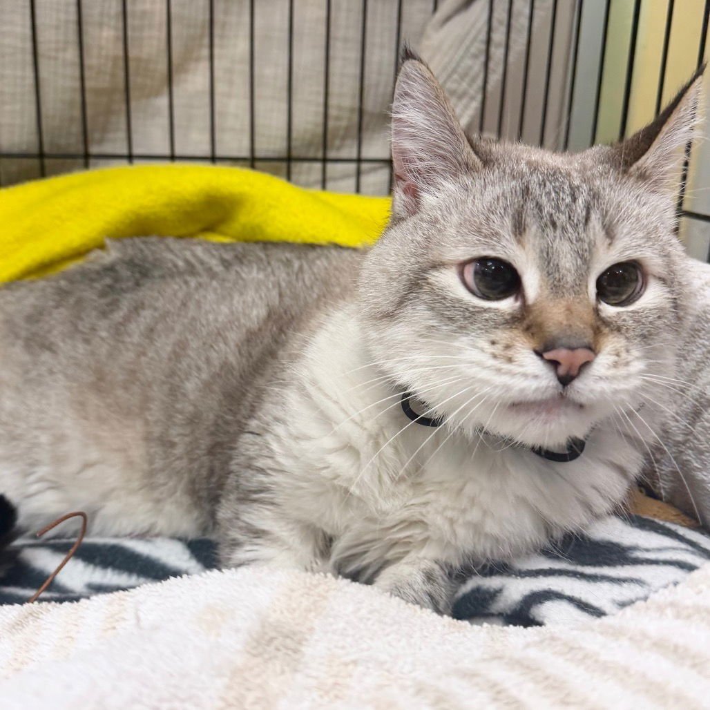 ALEXANDER THE GREATEST