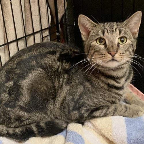 NUGGET - Domestic Short Hair available for adoption