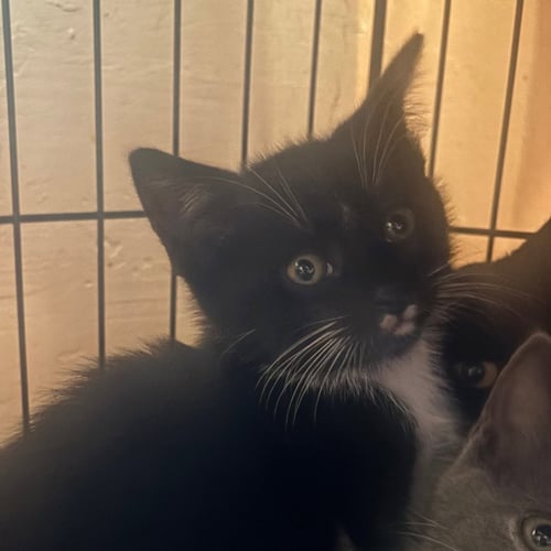 ARISTOTLE - Domestic Short Hair available for adoption