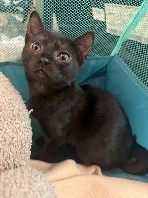 BATSY - Domestic Short Hair available for adoption