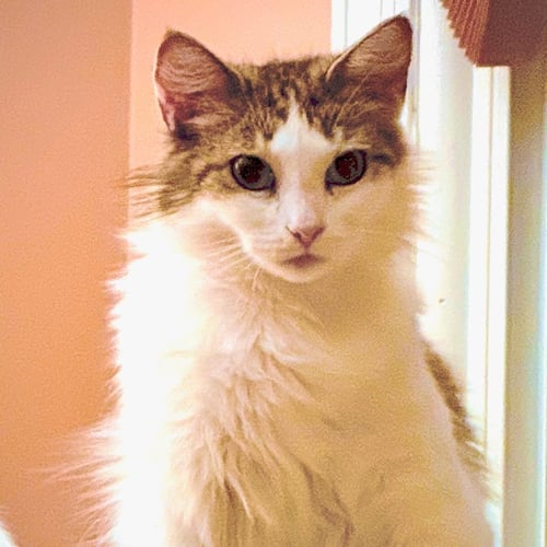 MARTHA - Domestic Medium Hair available for adoption