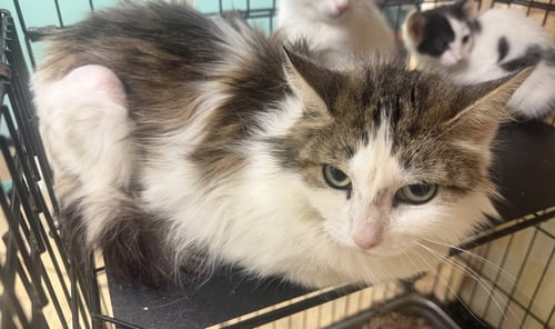 MARTHA - Domestic Medium Hair available for adoption
