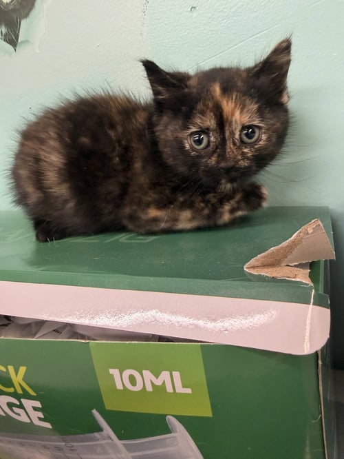 JORDYN - Domestic Short Hair available for adoption