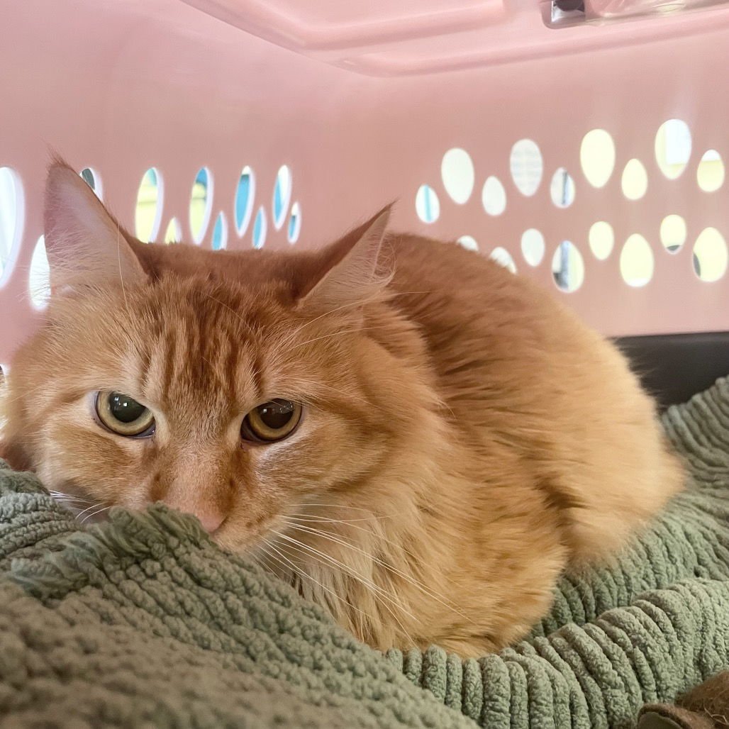 ZORRO - Domestic Long Hair available for adoption