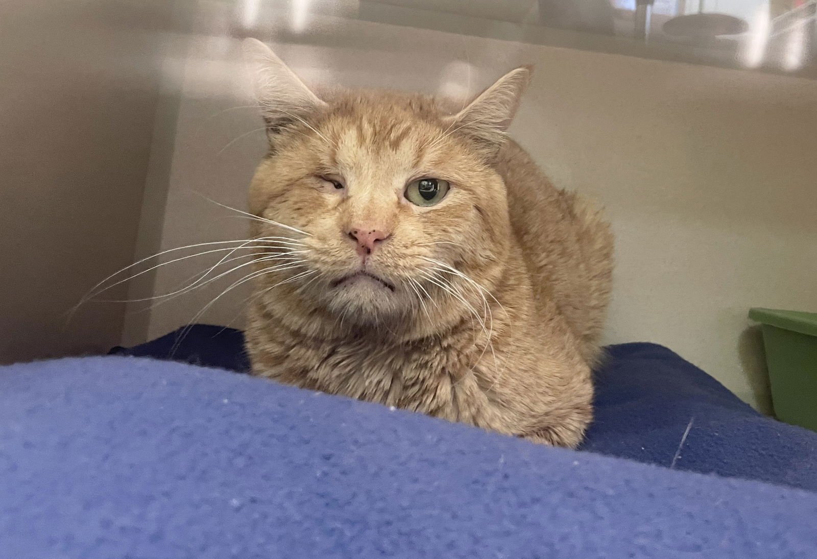 TRENT - Domestic Short Hair available for adoption