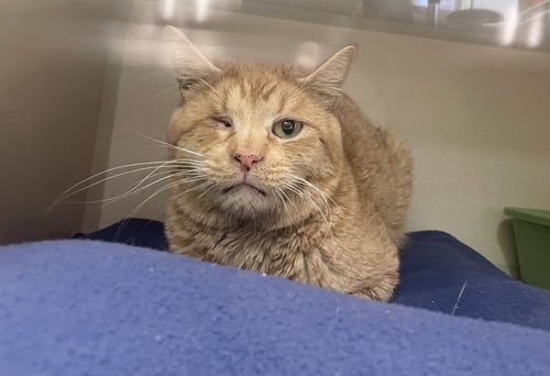 TRENT - Domestic Short Hair available for adoption