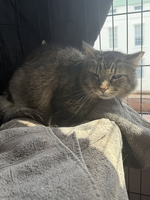 JON BON JOVI - Domestic Medium Hair available for adoption
