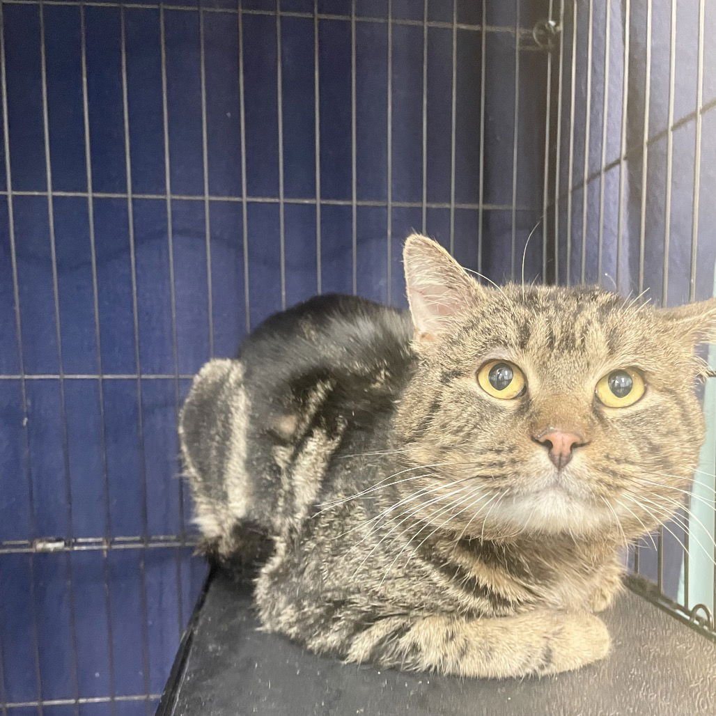 ADAM - Domestic Short Hair available for adoption