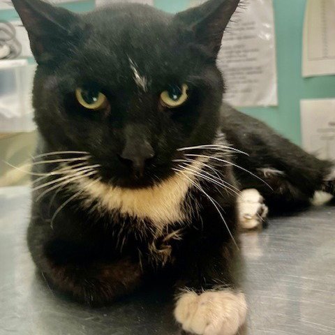 LOUIS - Domestic Short Hair available for adoption