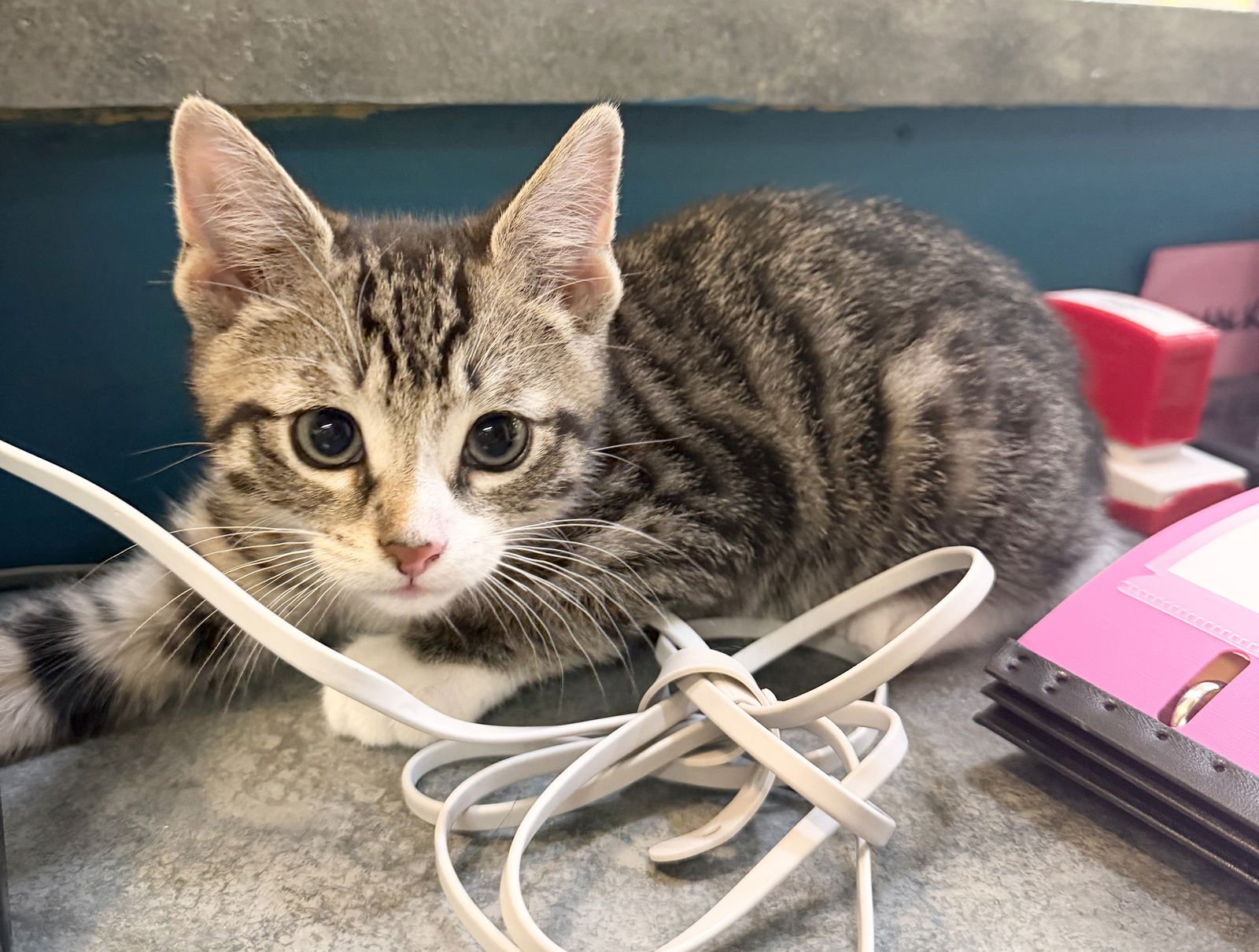 CHIP - Domestic Short Hair available for adoption