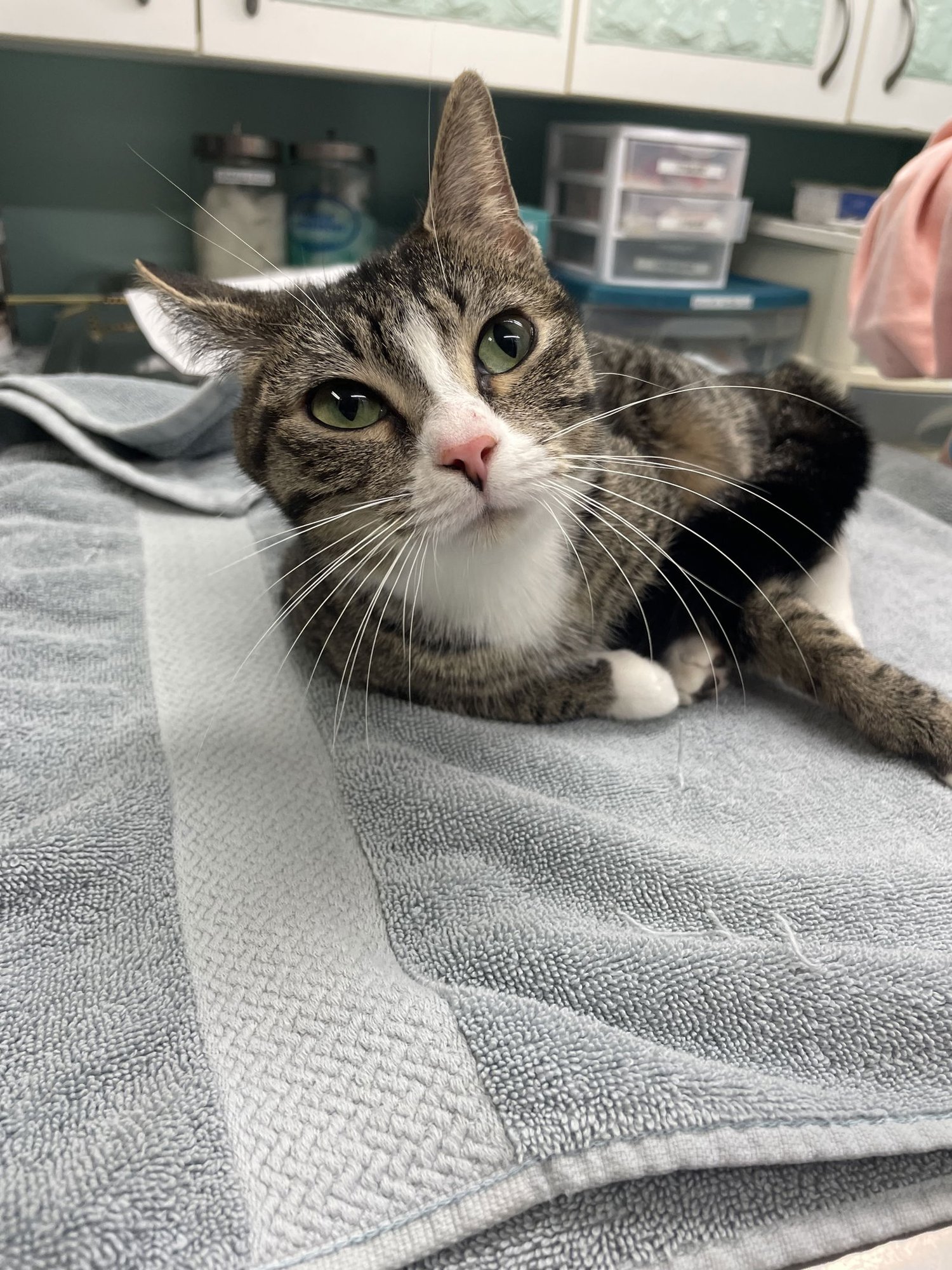 PIXIE - Domestic Short Hair available for adoption