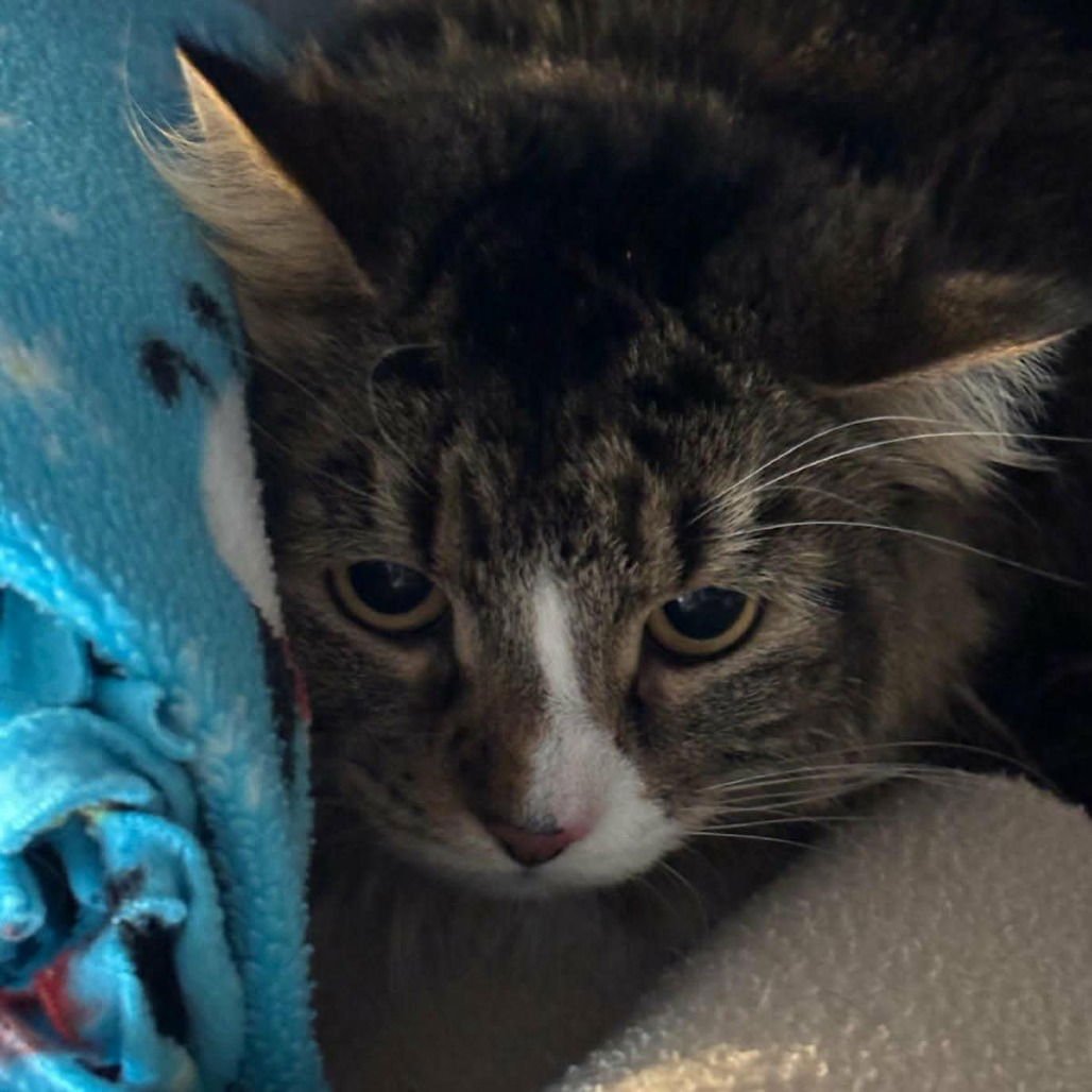 GERONIMO - Domestic Long Hair available for adoption