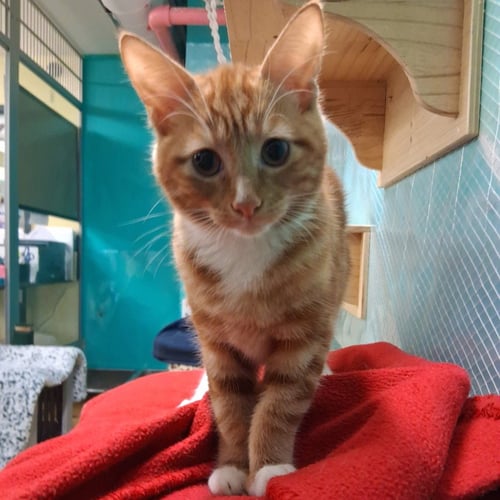 SPROUT - Domestic Short Hair available for adoption