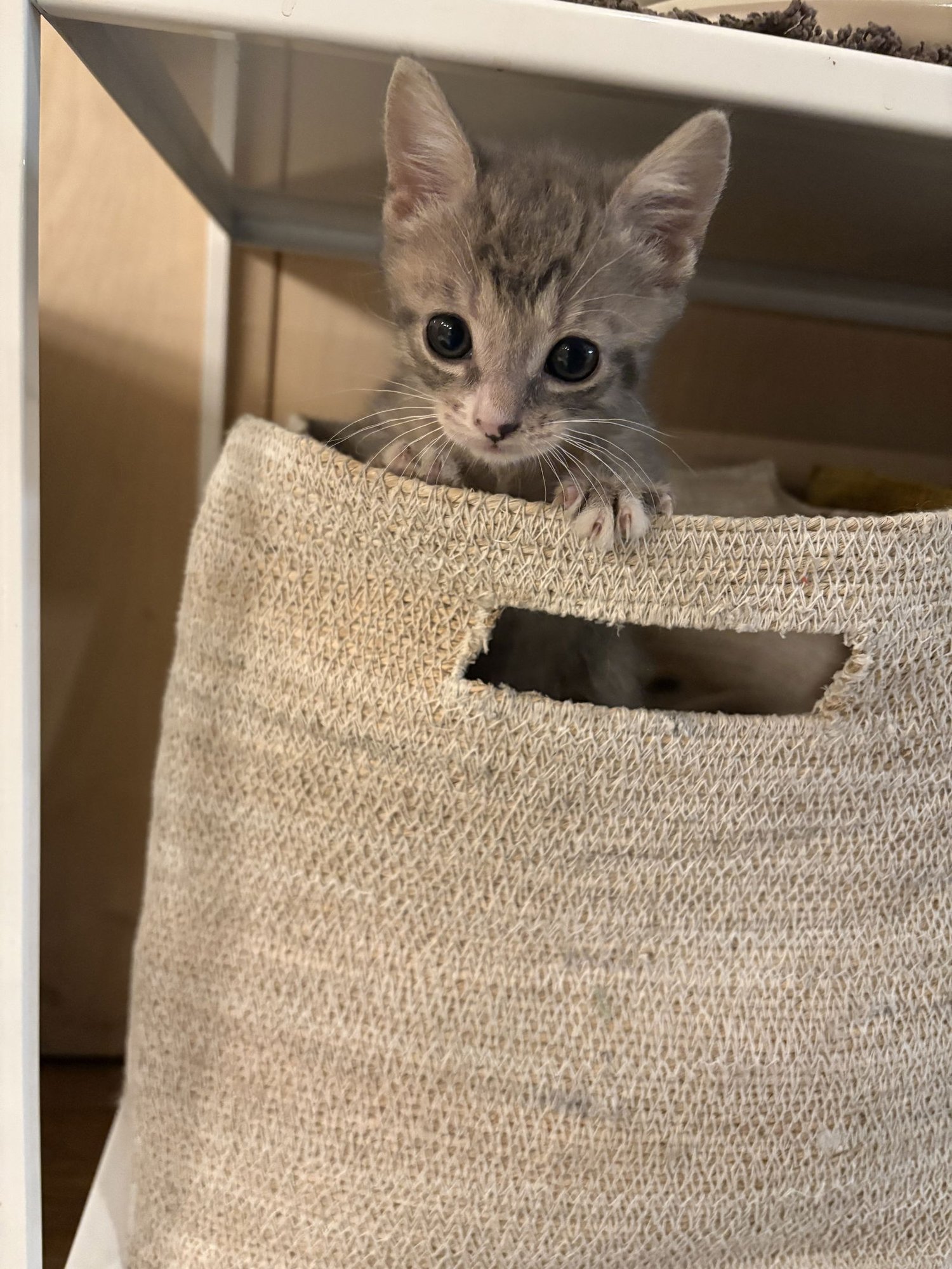 FOG - Domestic Short Hair available for adoption