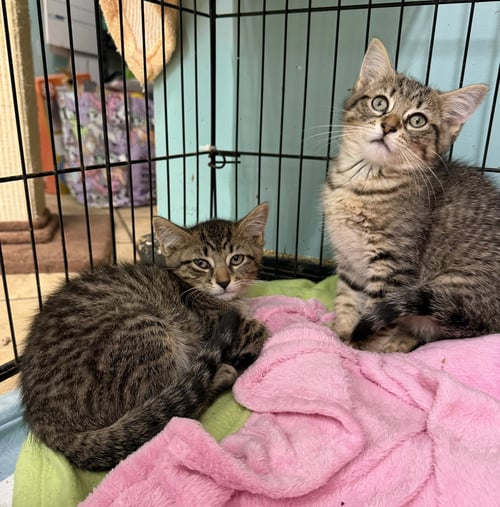CASSY & COCO - Domestic Short Hair available for adoption
