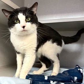 JACOB B - Domestic Short Hair available for adoption