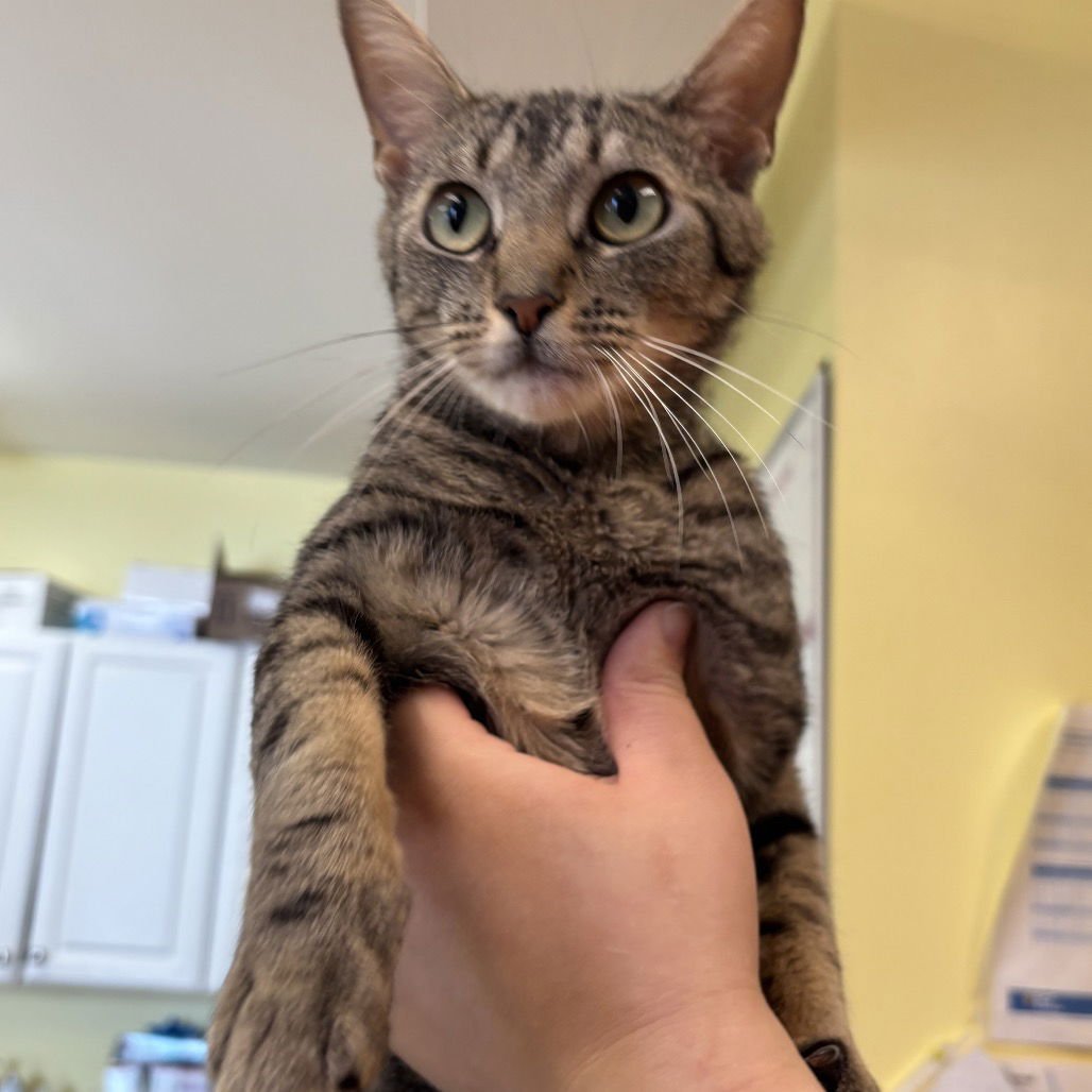 LANDON - Domestic Short Hair available for adoption