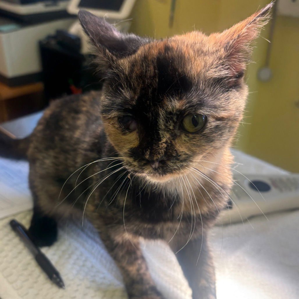 SINEAD - Domestic Short Hair available for adoption