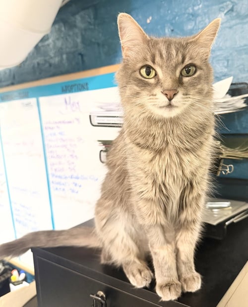 TINKER - Domestic Medium Hair available for adoption
