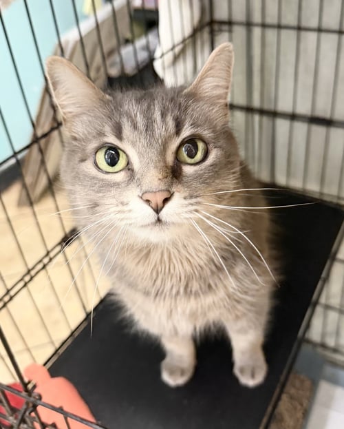 TINKER - Domestic Medium Hair available for adoption