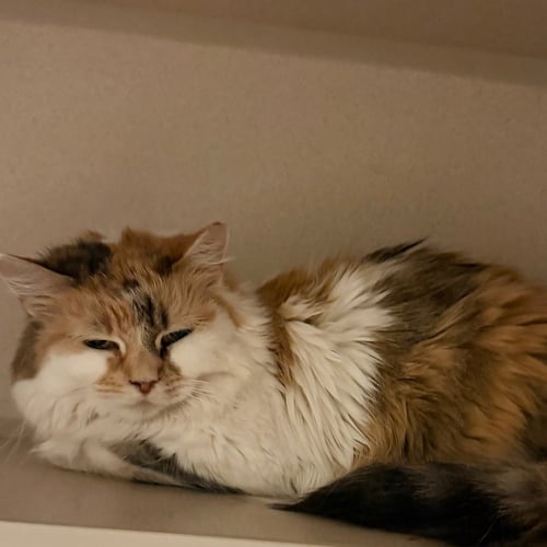 PHOENICIA - Domestic Long Hair available for adoption