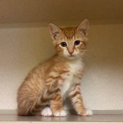 BAKER - Domestic Short Hair available for adoption