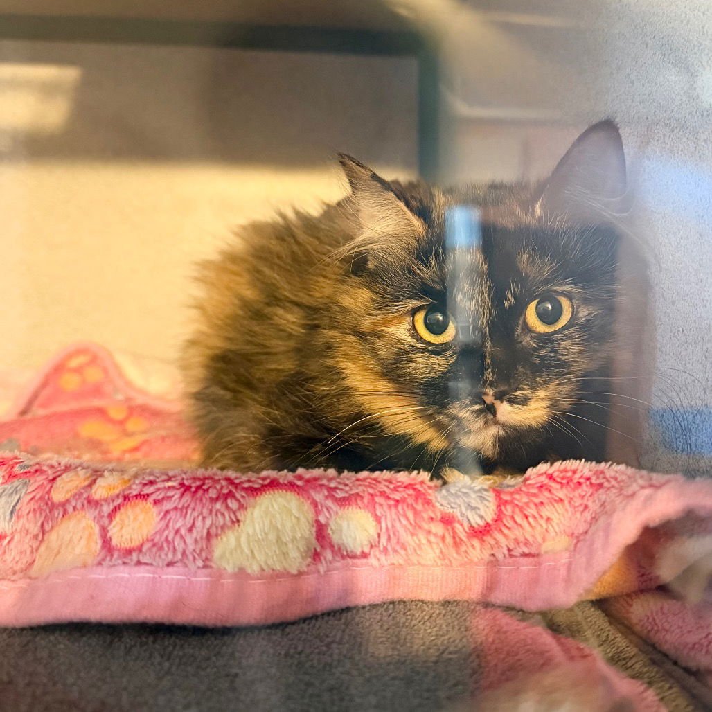 PUMPKIN SPICE - Domestic Long Hair available for adoption