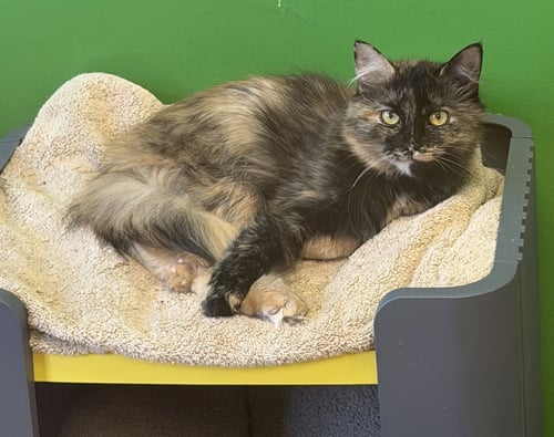 PUMPKIN SPICE - Domestic Long Hair available for adoption