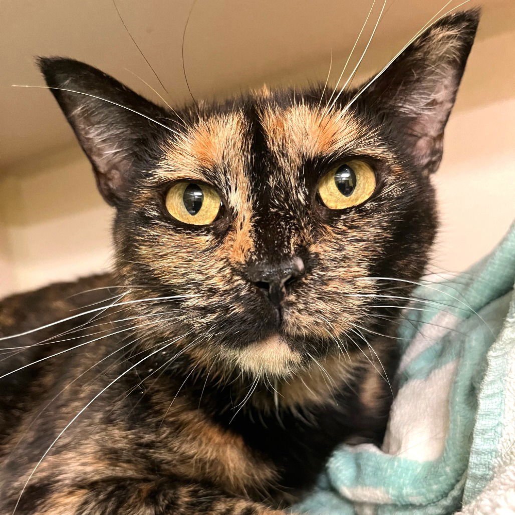 COPRA - Domestic Short Hair available for adoption