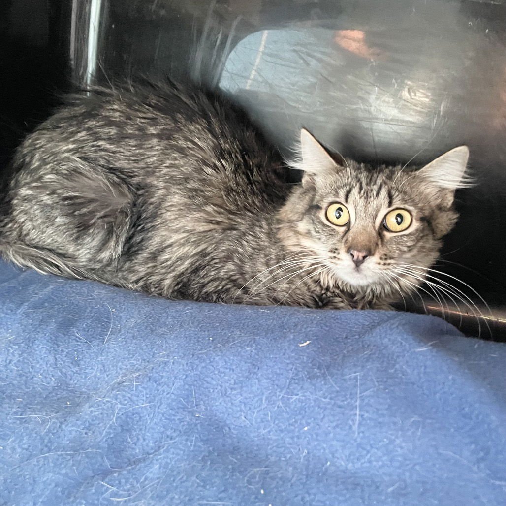 ROWAN/HARRY - Domestic Medium Hair available for adoption