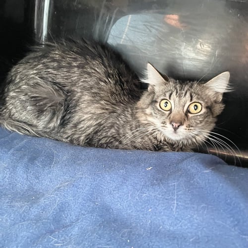 ROWAN/HARRY - Domestic Medium Hair available for adoption