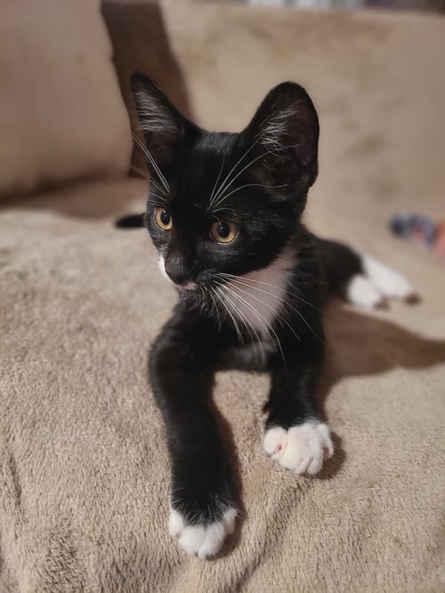 WOODY - Domestic Short Hair available for adoption