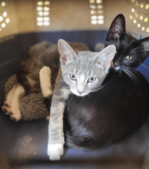 WOODY - Domestic Short Hair available for adoption