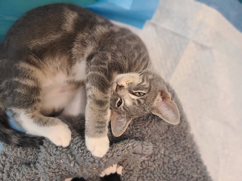 PACO - Domestic Short Hair available for adoption