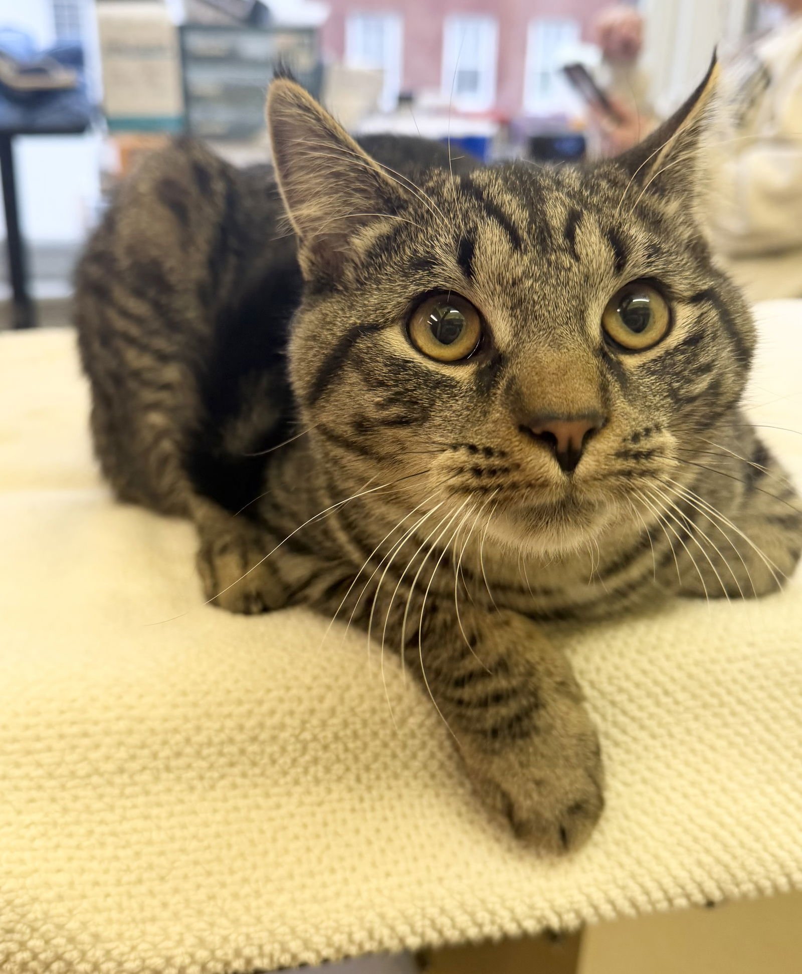 BOU-GIE - Domestic Short Hair available for adoption