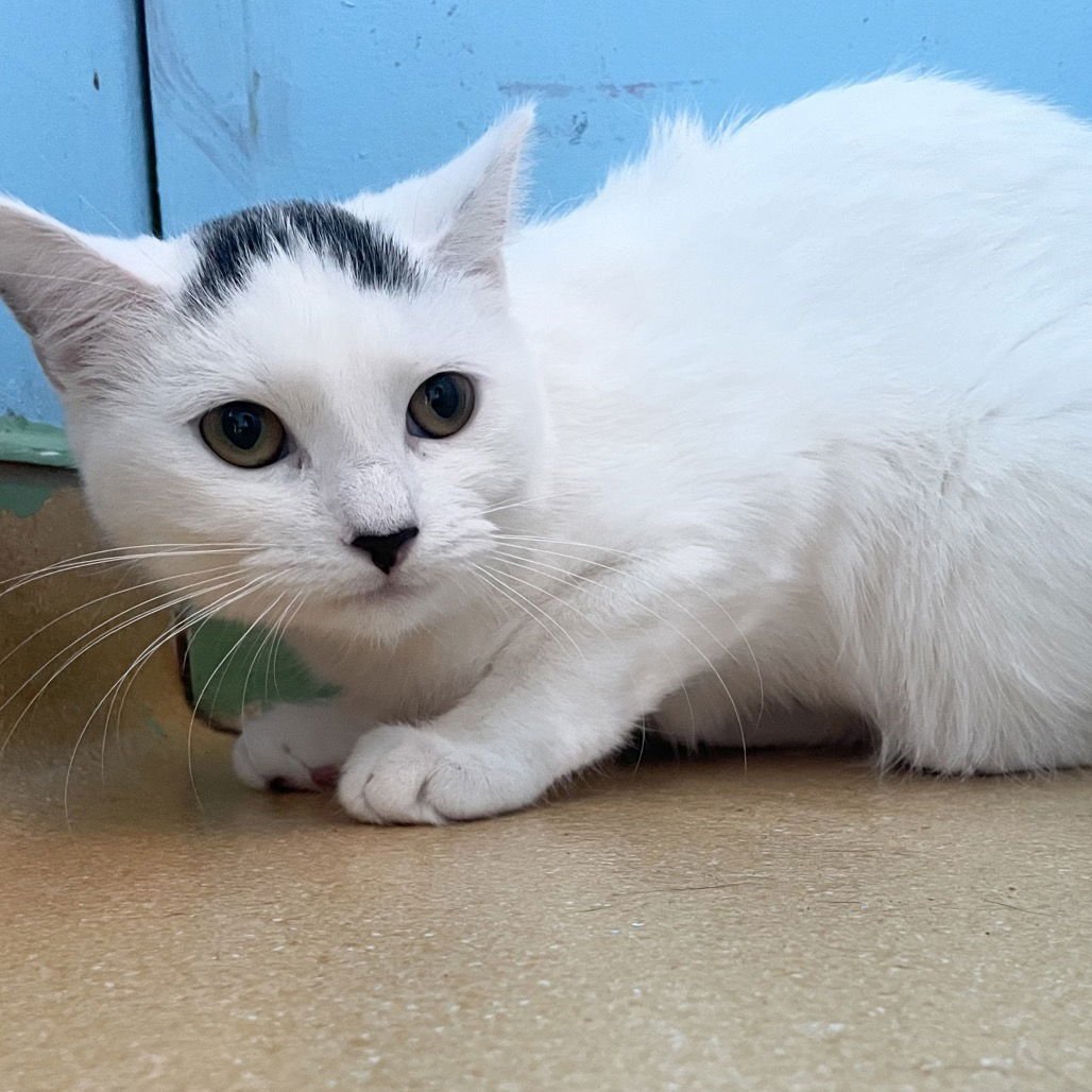 VALENTINE - Domestic Short Hair available for adoption