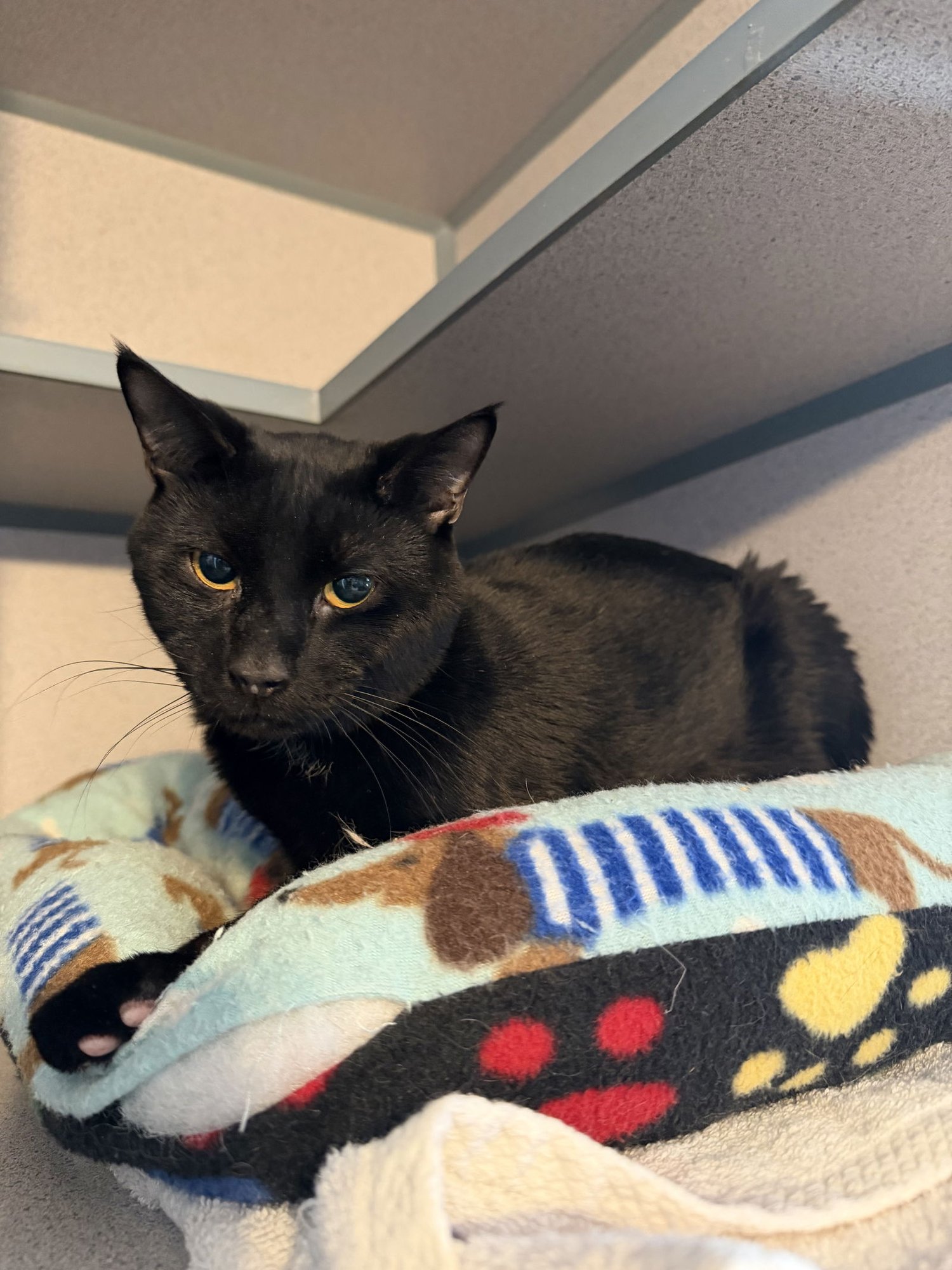 BARTY - Domestic Short Hair available for adoption